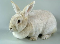 香槟兔拉稀怎么办 注意饲养环境及饲料