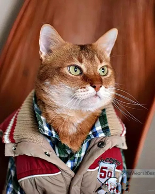 天冷了，还不给自家猫添件衣裳