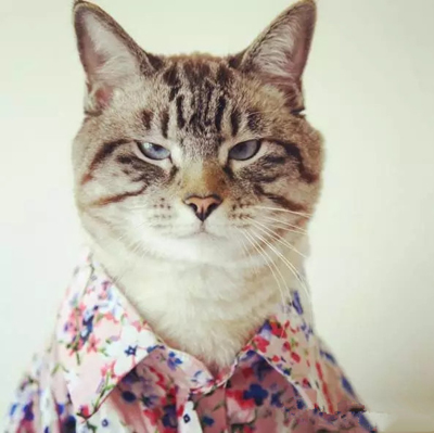 天冷了，还不给自家猫添件衣裳