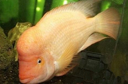 火鹤鱼吃什么 投喂坚持“四定”原则