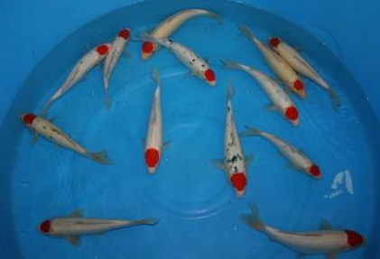 丹顶锦鲤的疾病怎么预防 做好消毒工作