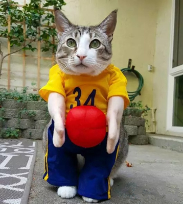 天冷了，还不给自家猫添件衣裳