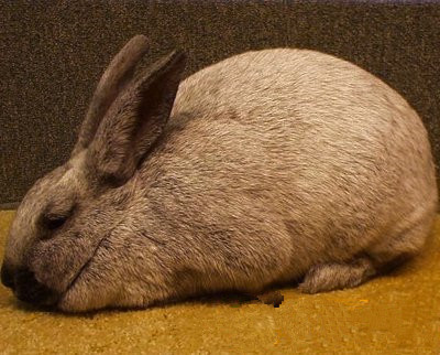 香槟兔拉稀吃什么药 找到原因才好对症下药