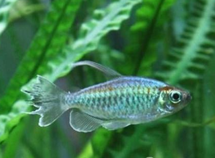 刚果扯旗鱼吃什么 以动物性饵料为主