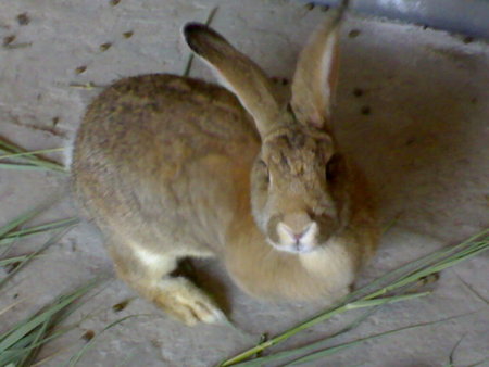 如何训练塞北兔大小便 训练后不能中途停止