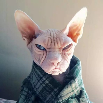 天冷了，还不给自家猫添件衣裳