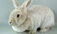 香槟兔拉稀怎么办 注意饲养环境及饲料