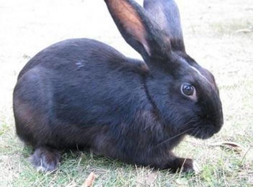 塞北兔拉稀怎么办 要注意平时喂食的量