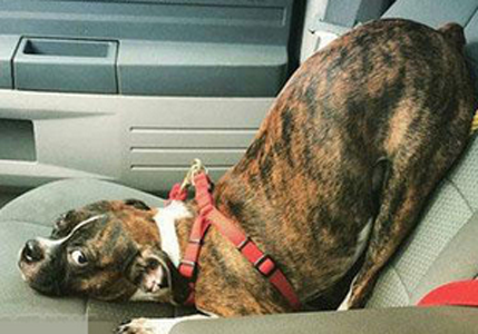 看什么看没看过犯困的狗啊