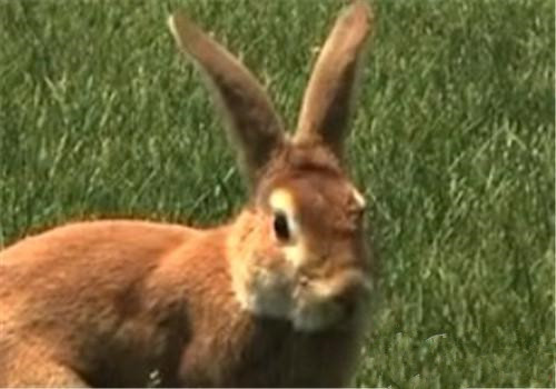 豫丰黄兔吃什么饲料 牧草是重要的食物之一