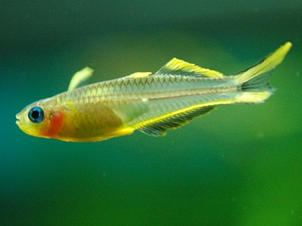 霓虹燕子怎么养 该鱼容易患丝绒病