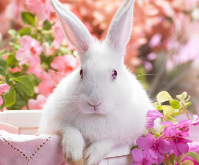 陶醉在花丛中的兔美人