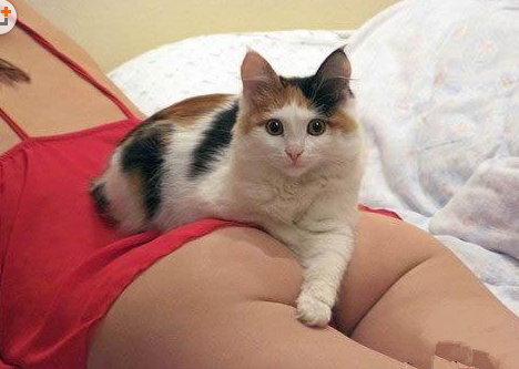 无知的猫咪 无知 无罪