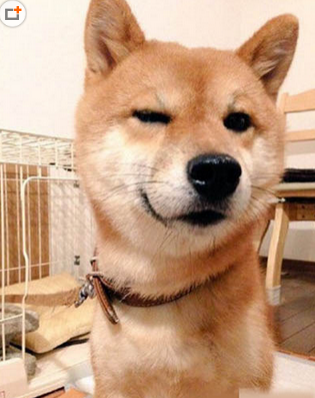 一看就不是个正经汪