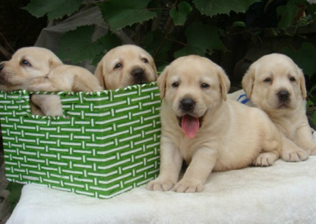 怎么看是不是家养狗 注意掌握挑选技巧