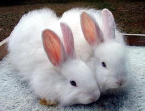 獭兔毛发怎么护理 健康的饮食也是一个办法