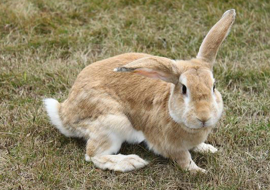 怎么训练豫丰黄兔上厕所 训练兔兔要有耐心