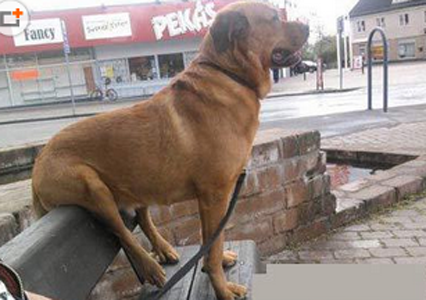 遛累了坐着歇歇