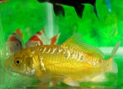 黄金锦鲤怎么养 一般2-3天兑水一次