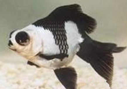 喜鹊花吃什么 对于吃都不择食