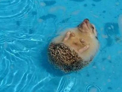 仰泳的刺猬 难得一见