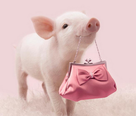 今天新买的小包