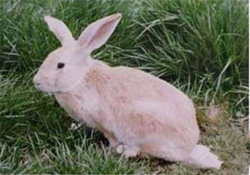 豫丰黄兔生病了怎么办 注意食物的卫生