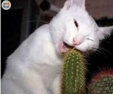 啊，痛死了，我还以为能吃呢