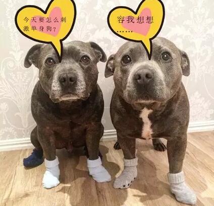 有些狗，成天就知道秀恩爱！