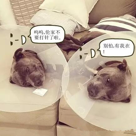 有些狗，成天就知道秀恩爱！