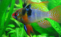 七彩凤凰鱼怎么养 对水质要求不高