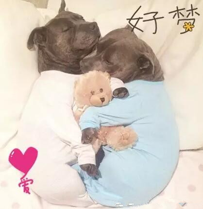 有些狗，成天就知道秀恩爱！