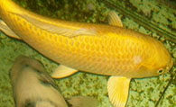 黄金锦鲤吃什么 要注意投饵的原则