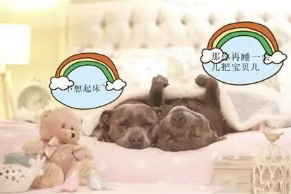 有些狗，成天就知道秀恩爱！