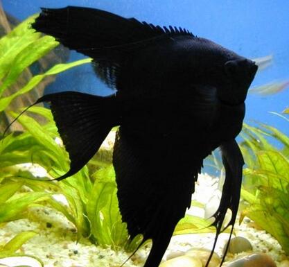 黑神仙鱼常见疾病及治疗 通过药物治疗