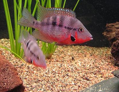 火口鱼吃什么 爱吃动物性活饵料