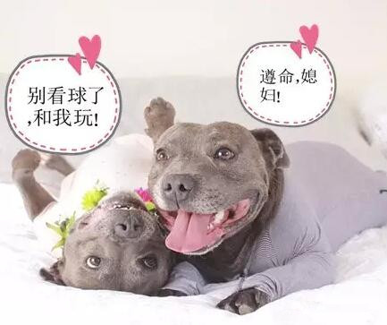 有些狗，成天就知道秀恩爱！