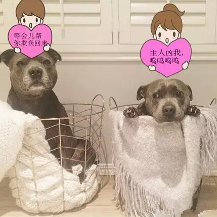 有些狗，成天就知道秀恩爱！