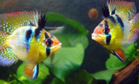 七彩凤凰鱼疾病怎么预防 保证良好的水质