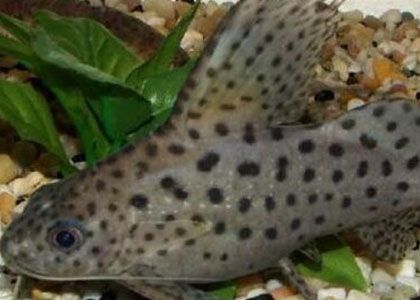 反游猫白点病怎么治疗 该病较容易治愈