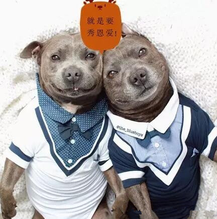 有些狗，成天就知道秀恩爱！