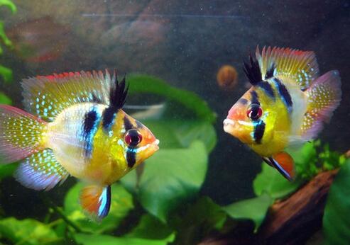 七彩凤凰鱼疾病怎么预防 保证良好的水质