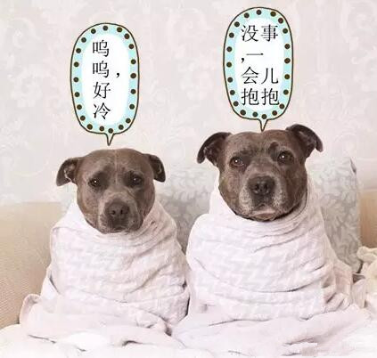 有些狗，成天就知道秀恩爱！