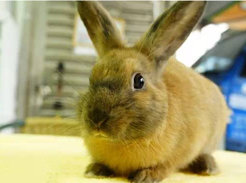 暹罗兔生病了怎么办 首先要观察便便与食欲