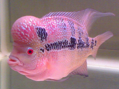 花罗汉怎么养 要保持水质的稳定