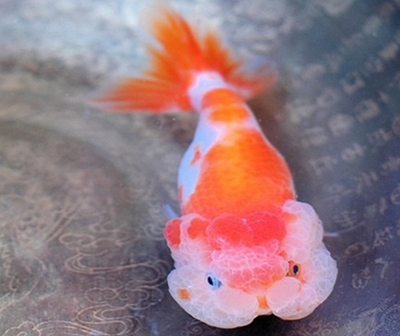 武汉猫狮怎么养 该鱼容易发生栽头的现象