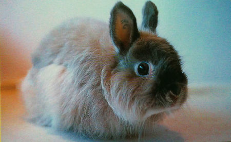 泽西长毛兔生病了怎么办 从症状来分辨