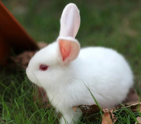 怎么训练云南花兔大小便 4步教会上厕所