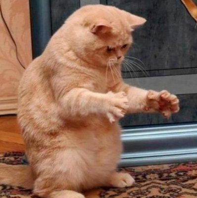 扑了个空，鱼呢？