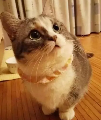 超可爱的短腿猫
